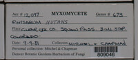 Physarum nutans image
